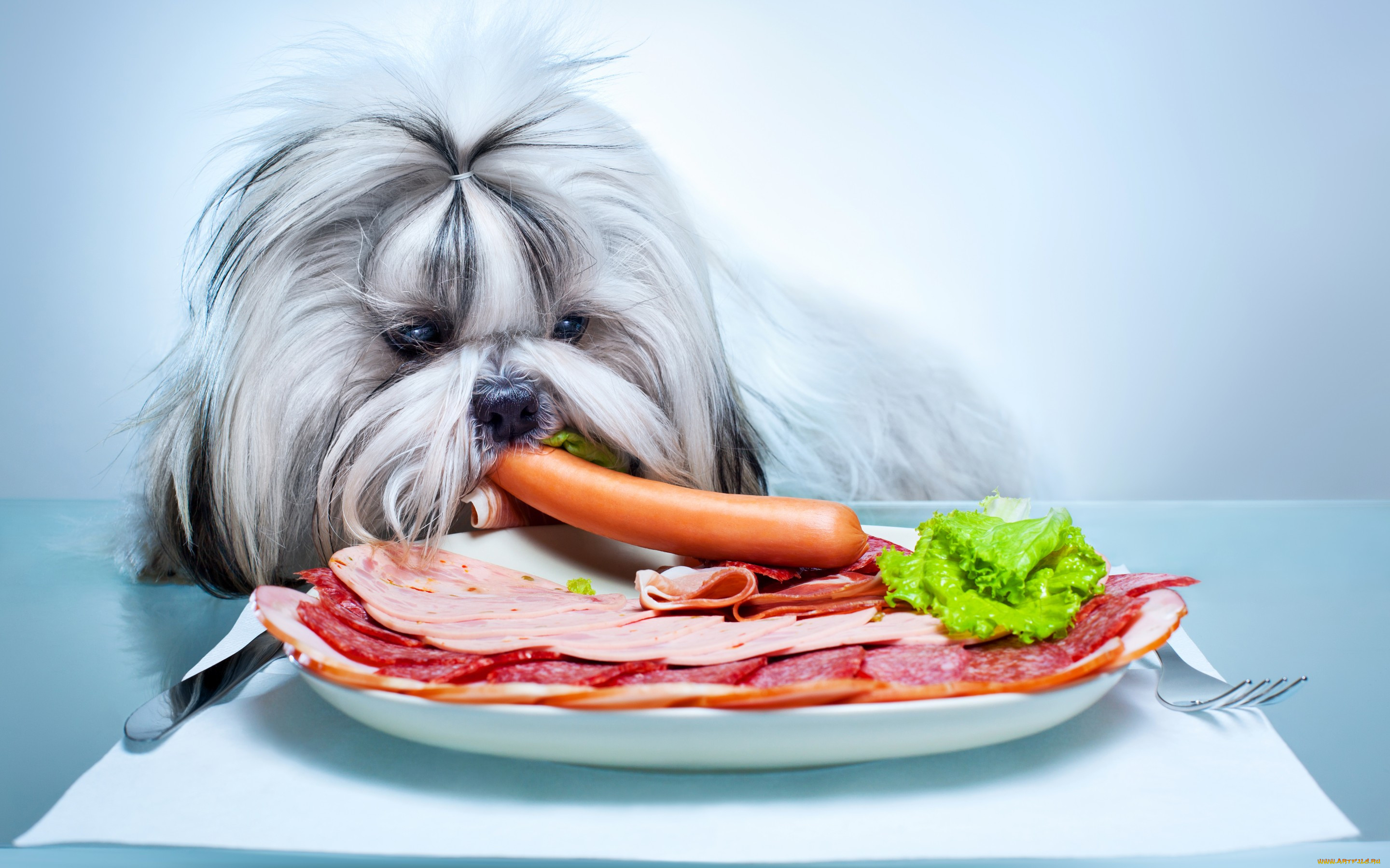 , , dog, ham, sausage, , , 